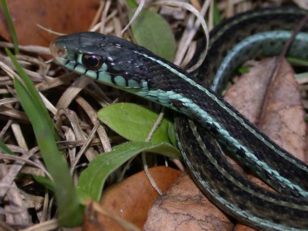 Blue Garter Snake