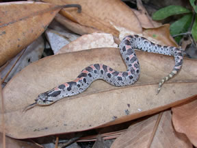 Species Profile: Southern Hognose Snake (Heterodon simu